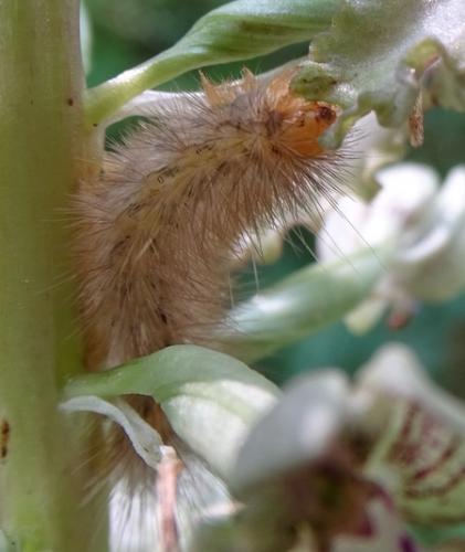 Diaphora mendica